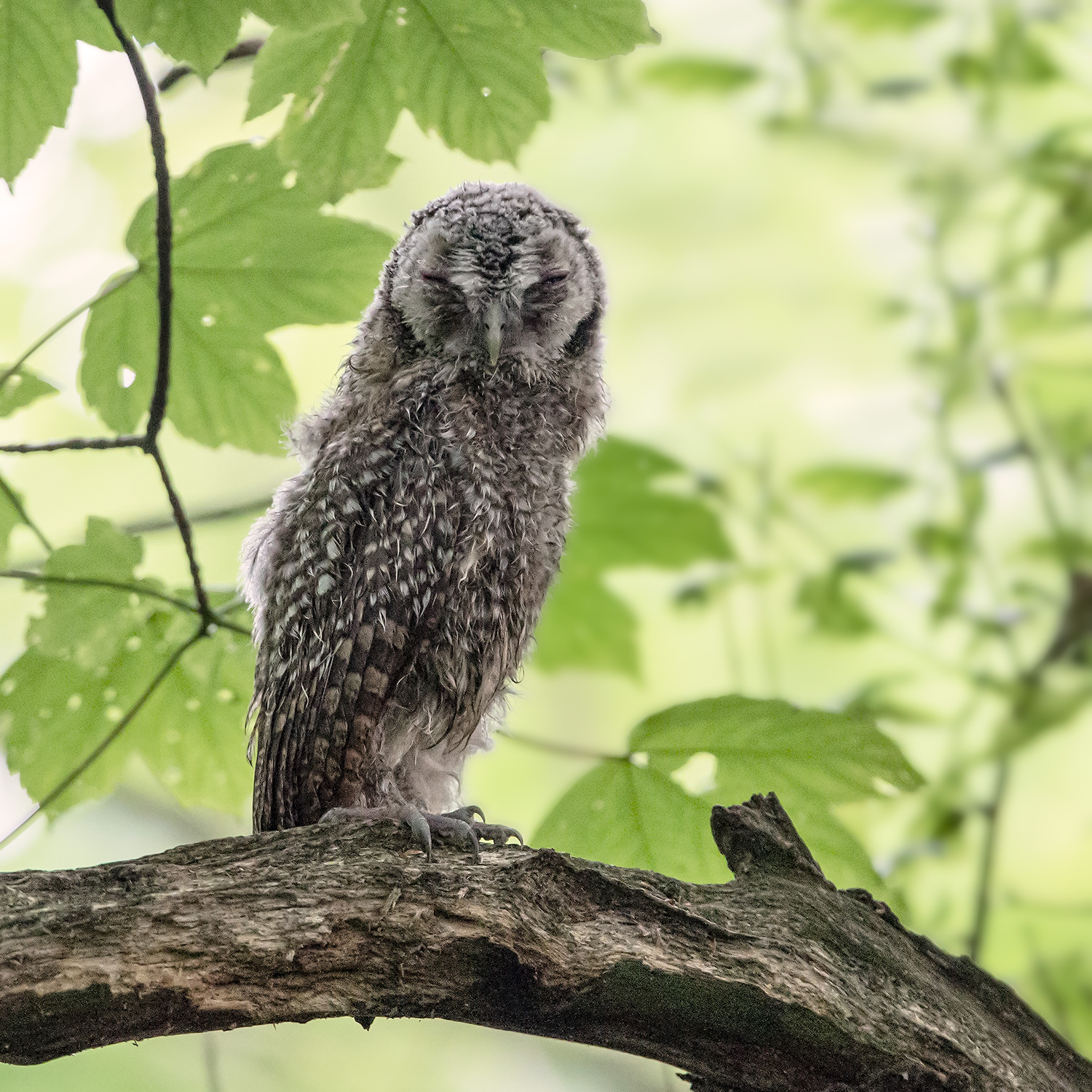 juvenile tawny owl, Northumberland