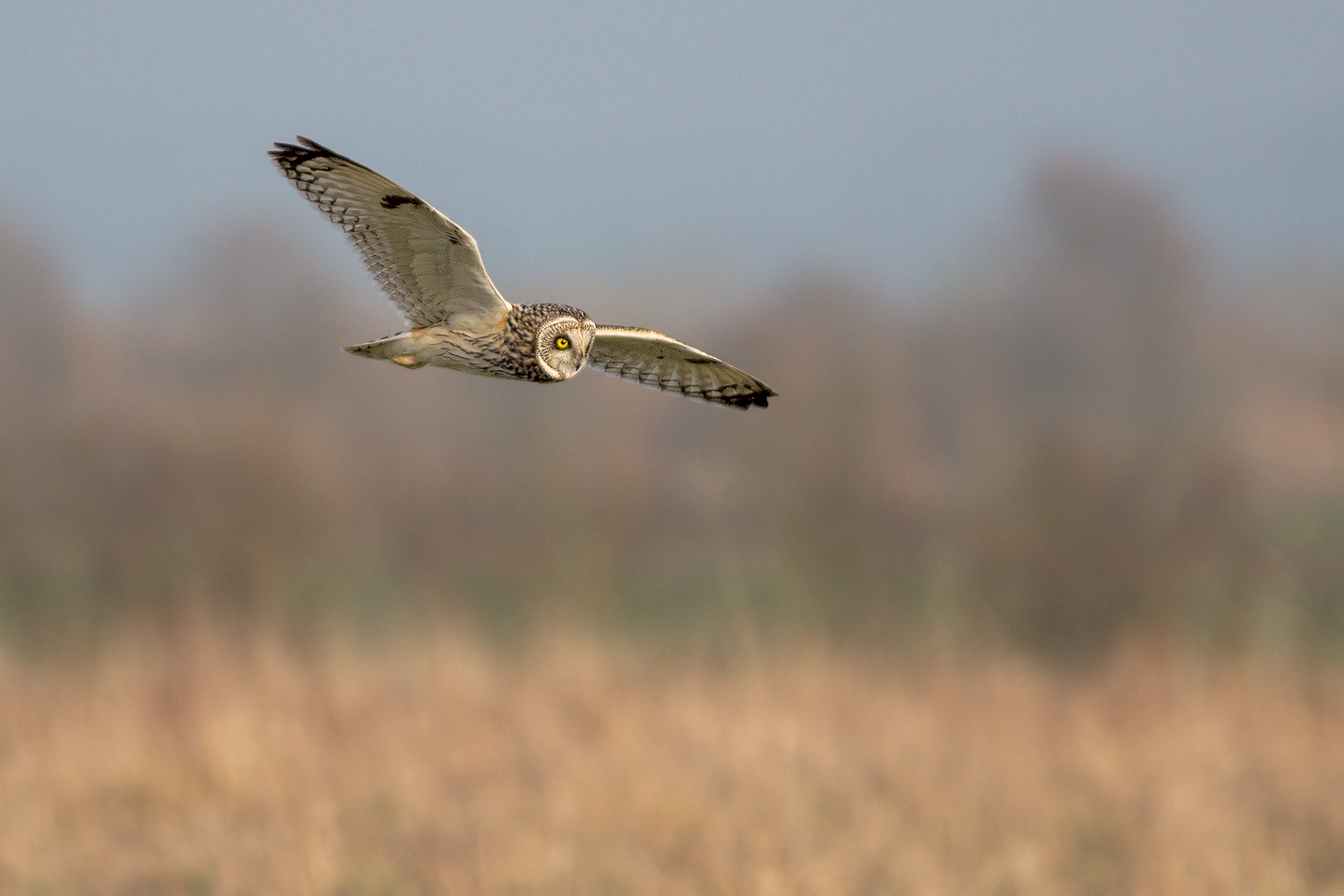 short eared owl hunting