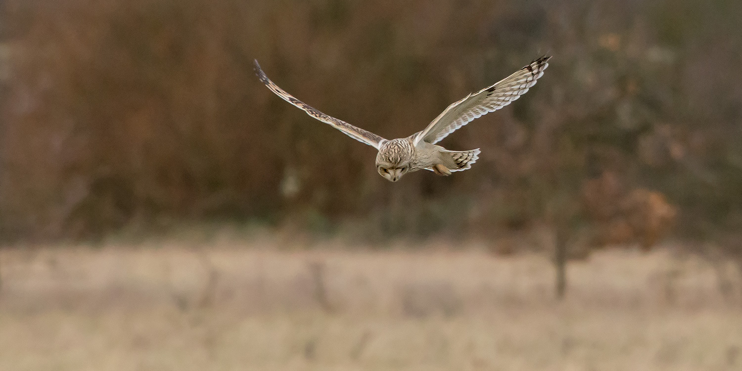 short eared owl hunting