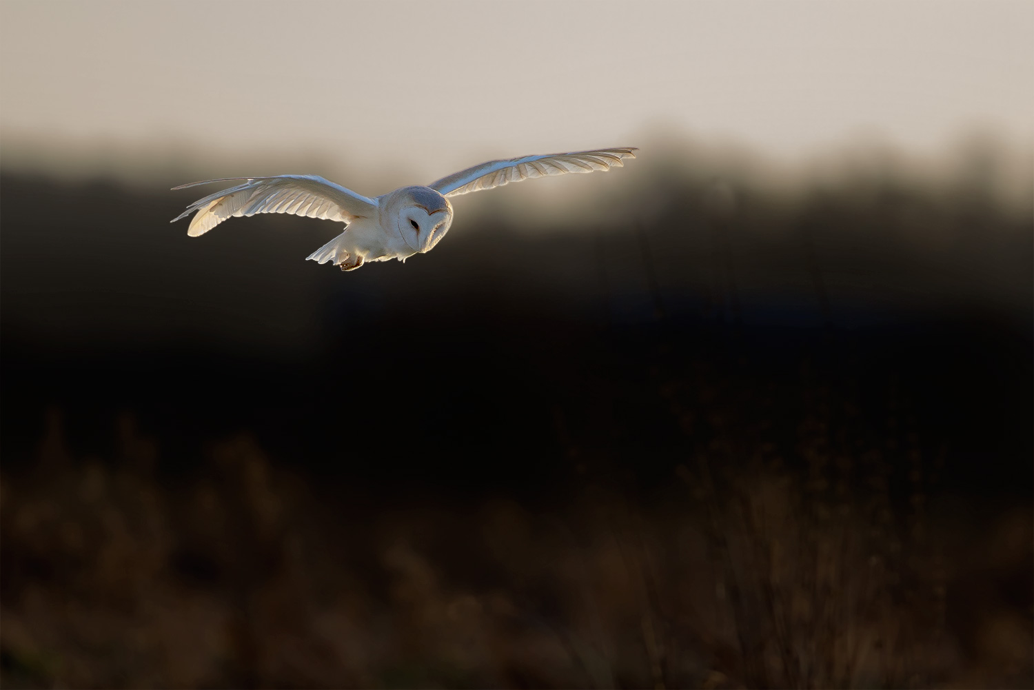 barn owl hunting at dawn