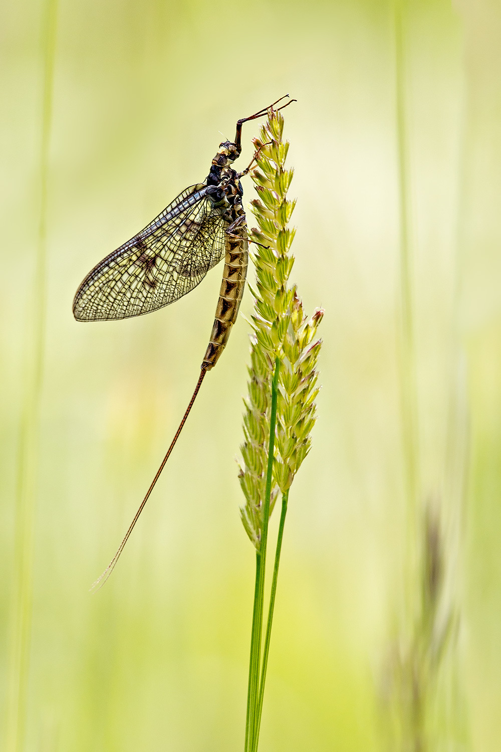 dark mayfly