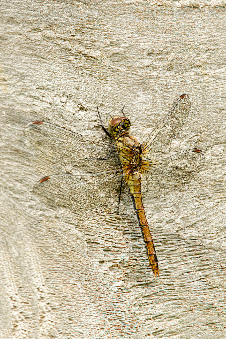 darter dragonfly drying