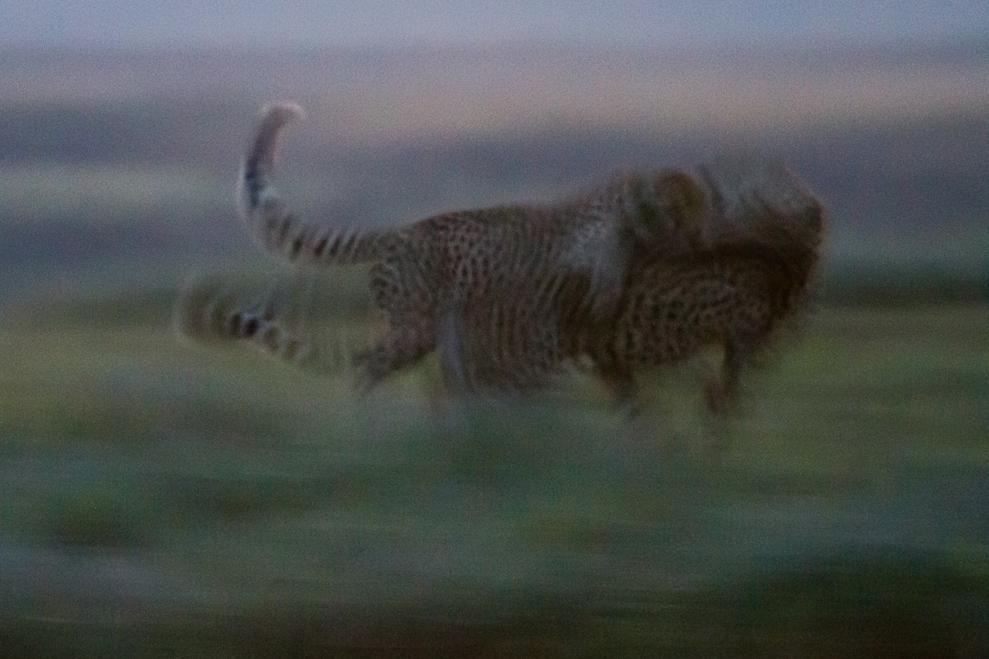 two cheetah cubs playfighting after dark