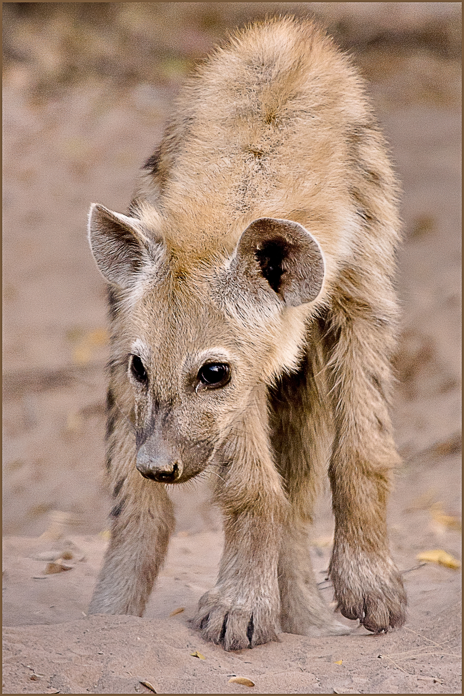 juvenile hyena at the den