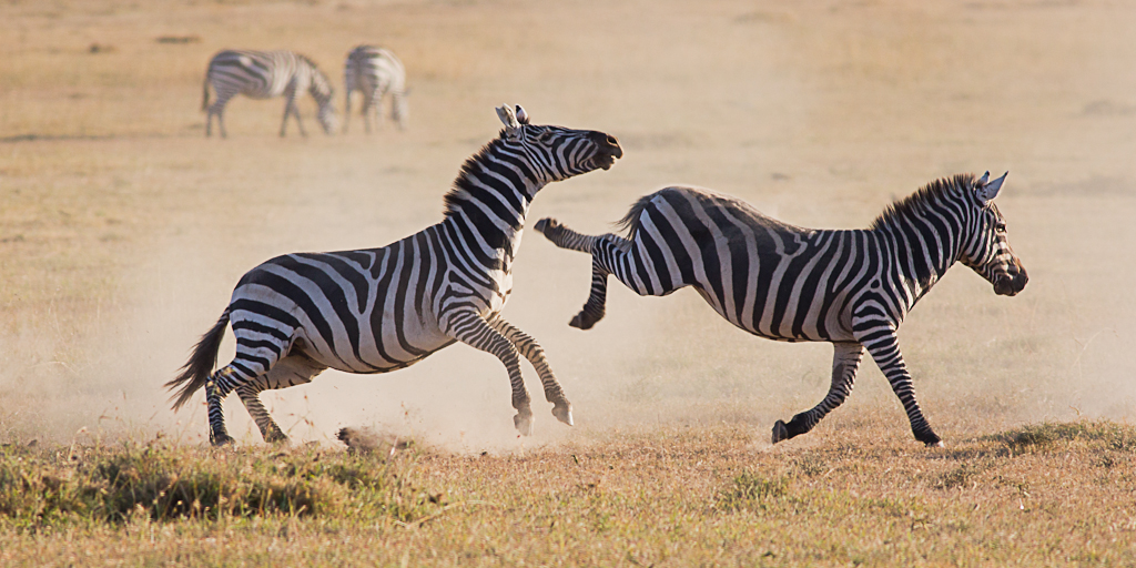 zebra fighting
