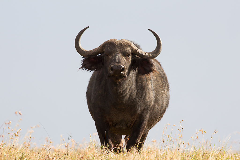 lone buffalo male