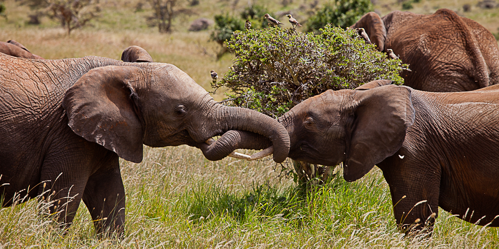 elephant tug of war