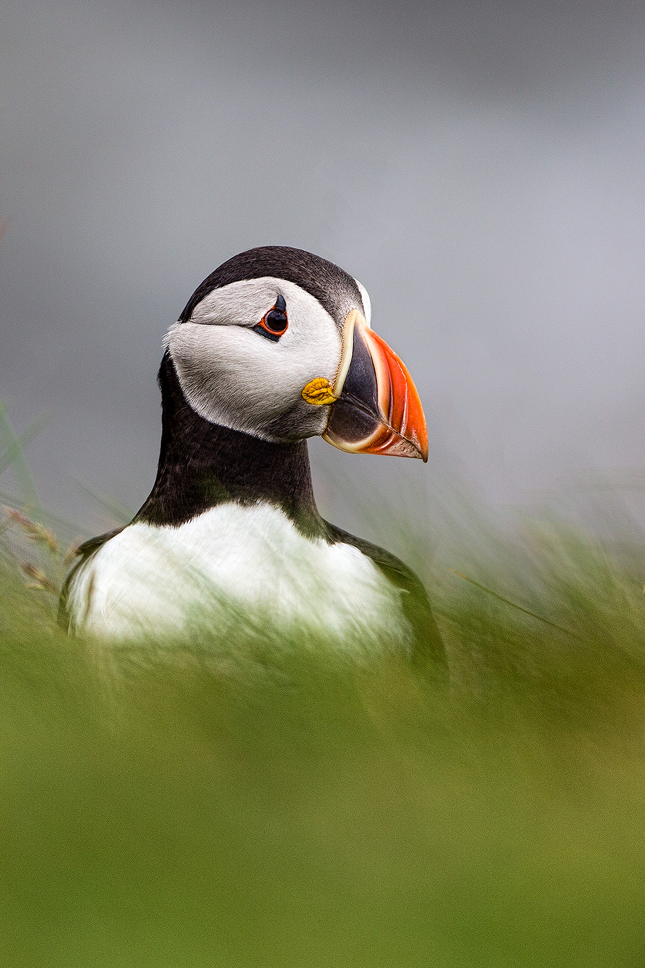puffin in the grass