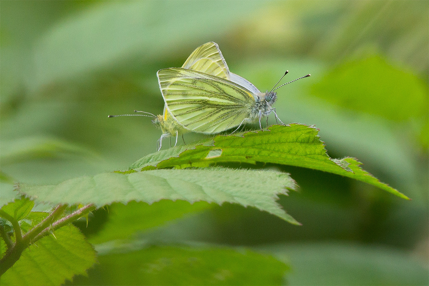 pair of green veined whites