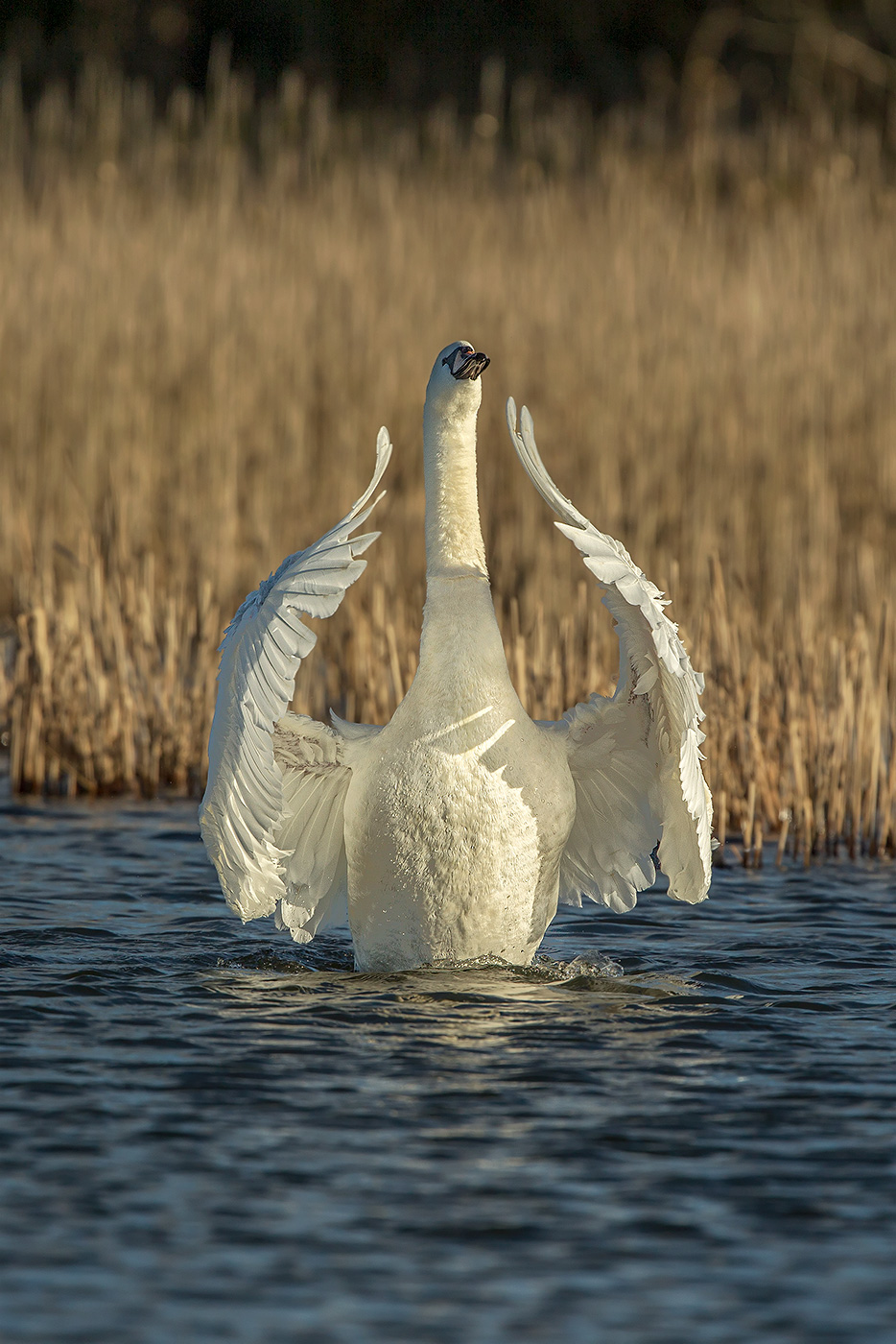 swan stretching