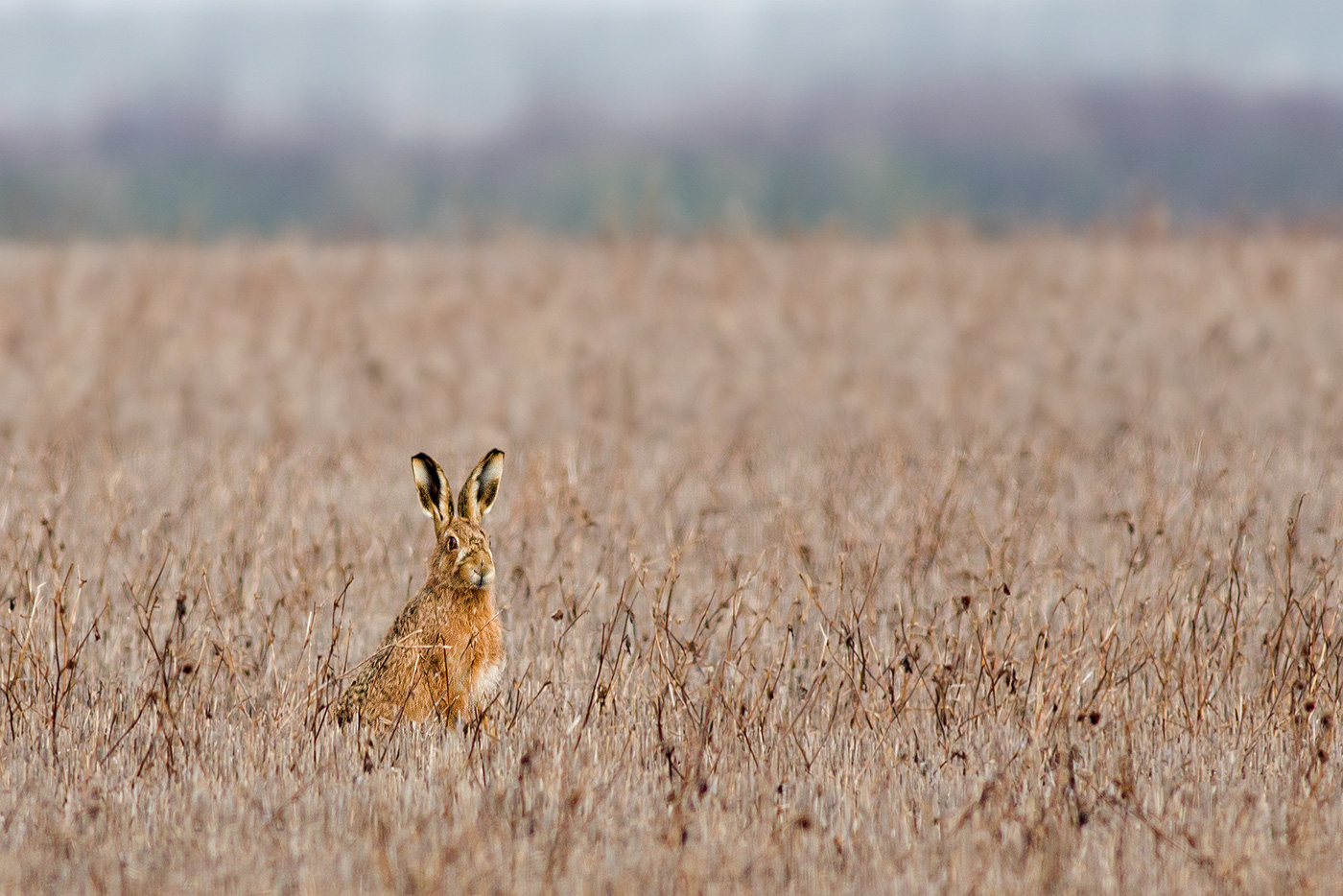 hare, Great Barrington Oxfordshire