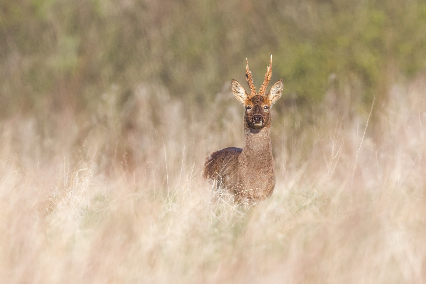 roe deer in the long grass