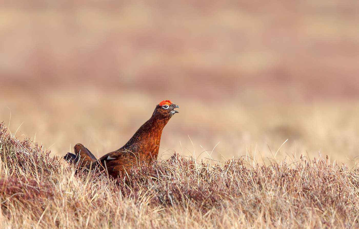 red grouse calling, Scotland