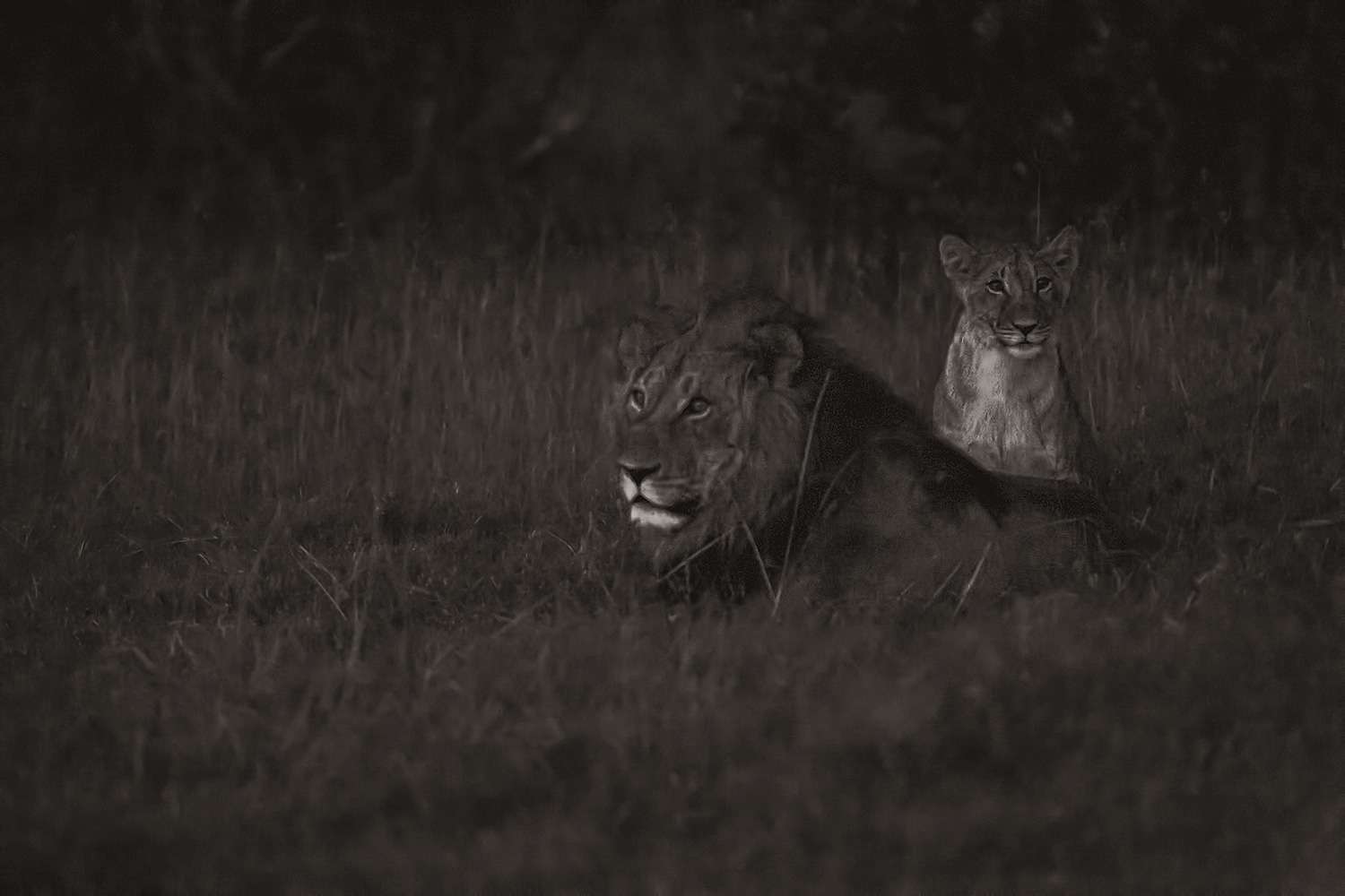 lion & cub after dusk, iso 102,400