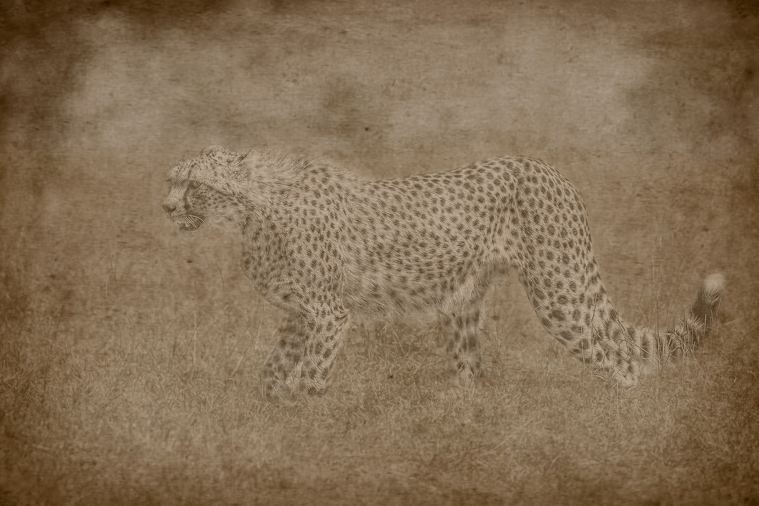 cheetah, toned