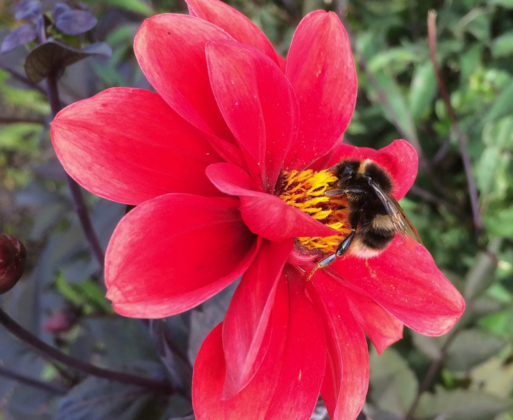 Dahlia 'Bishops children'