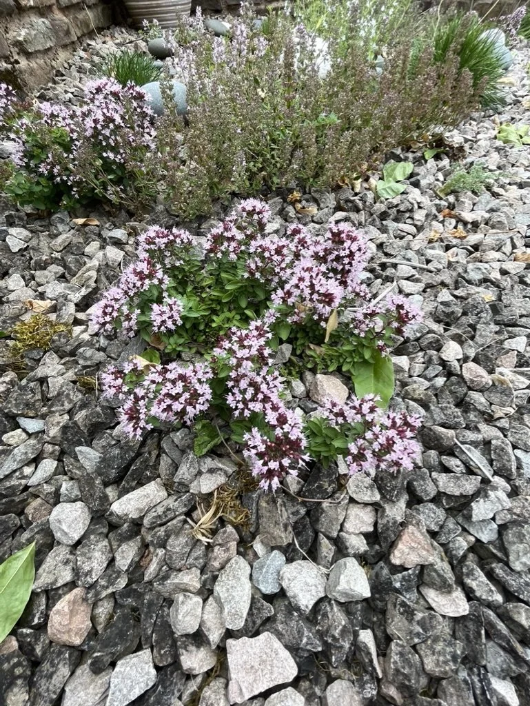 Origanum compacta (prostrate oregano)