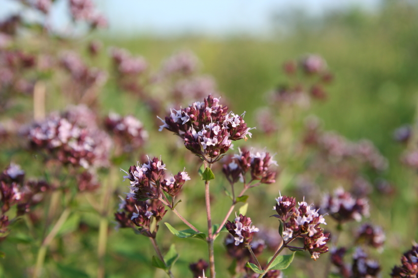 marjoram.jpg