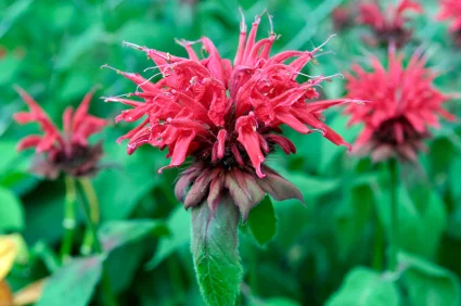 bee_balm.jpg