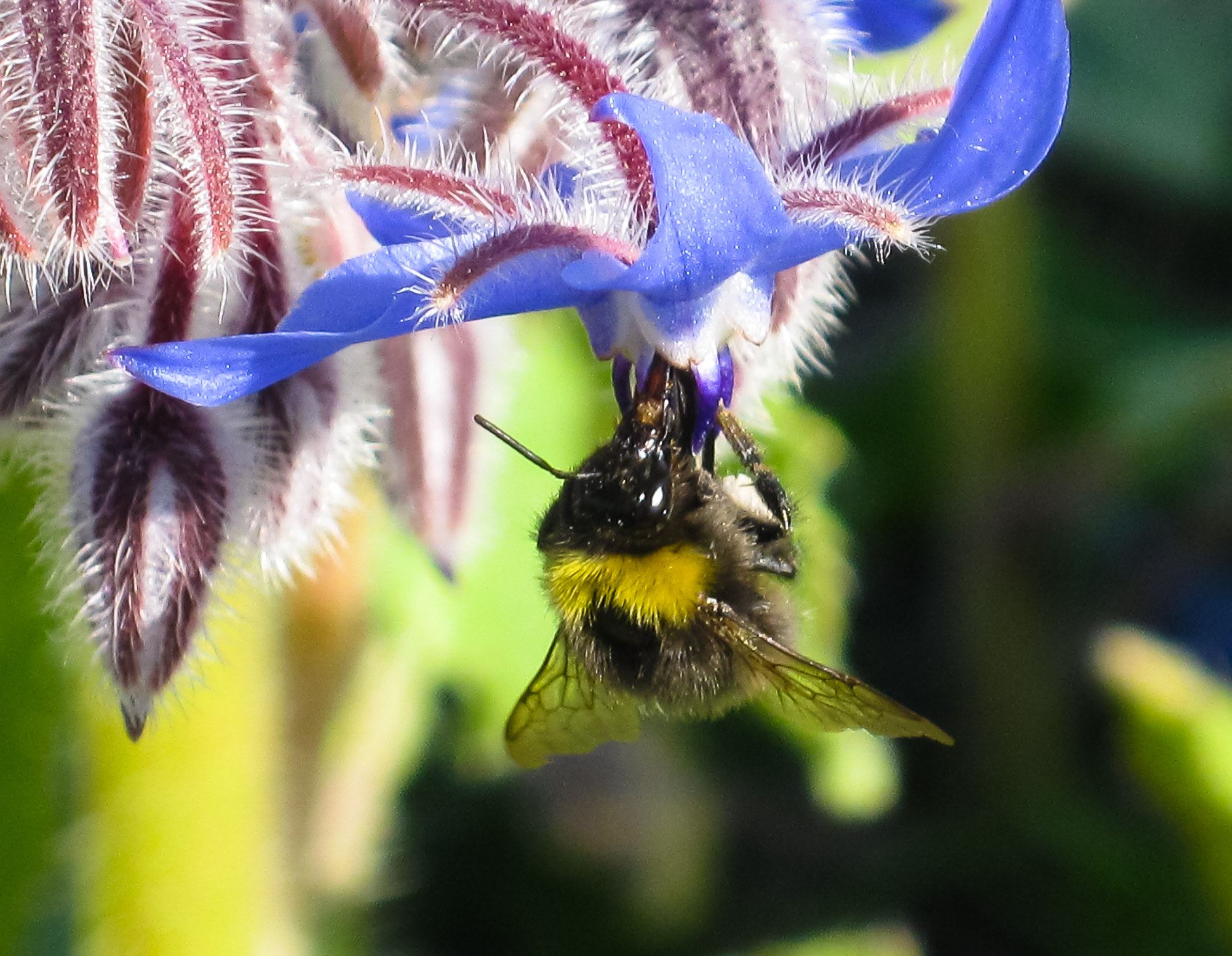 Early bumblebee on borage