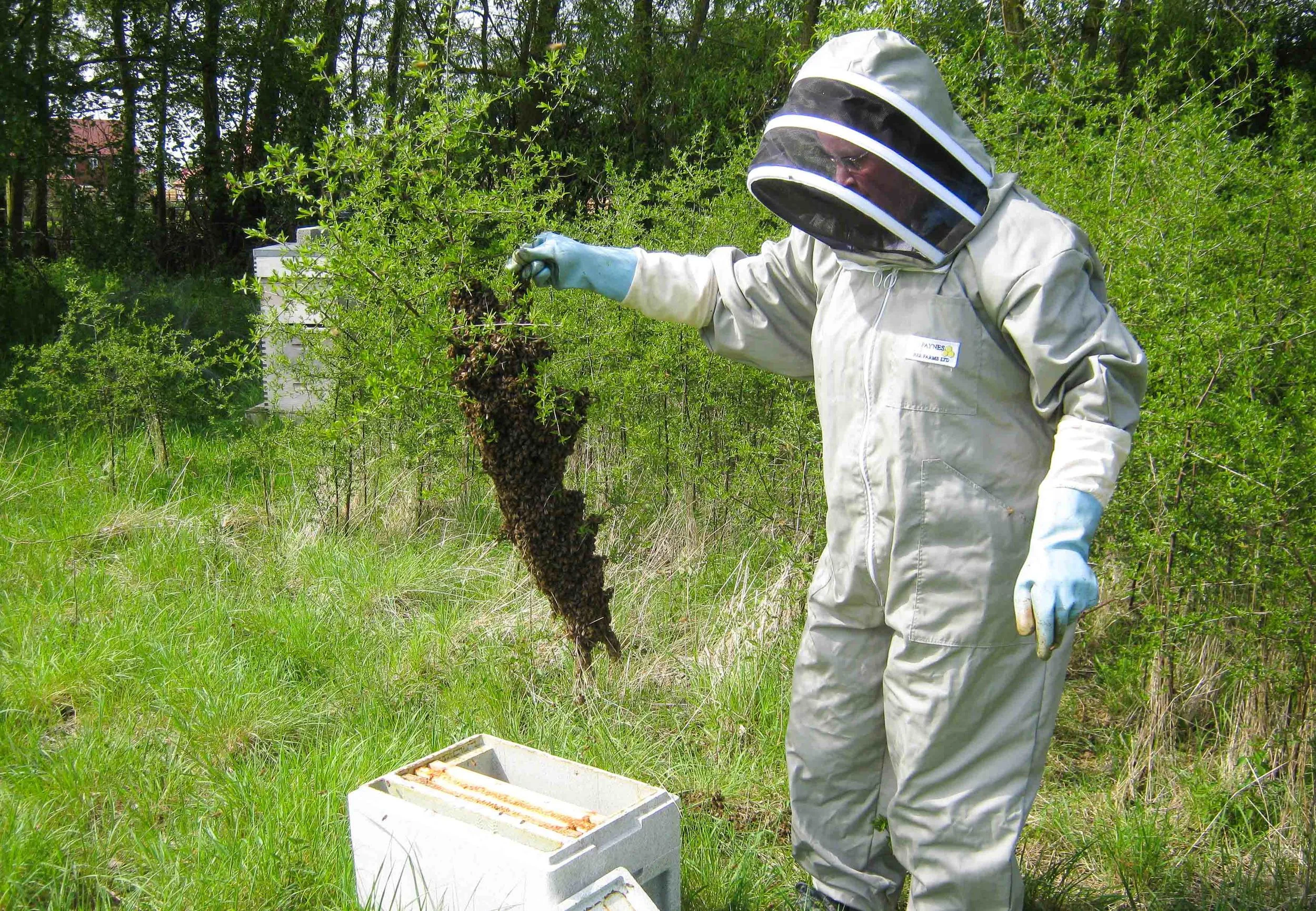 the swarm still attached to the sapling