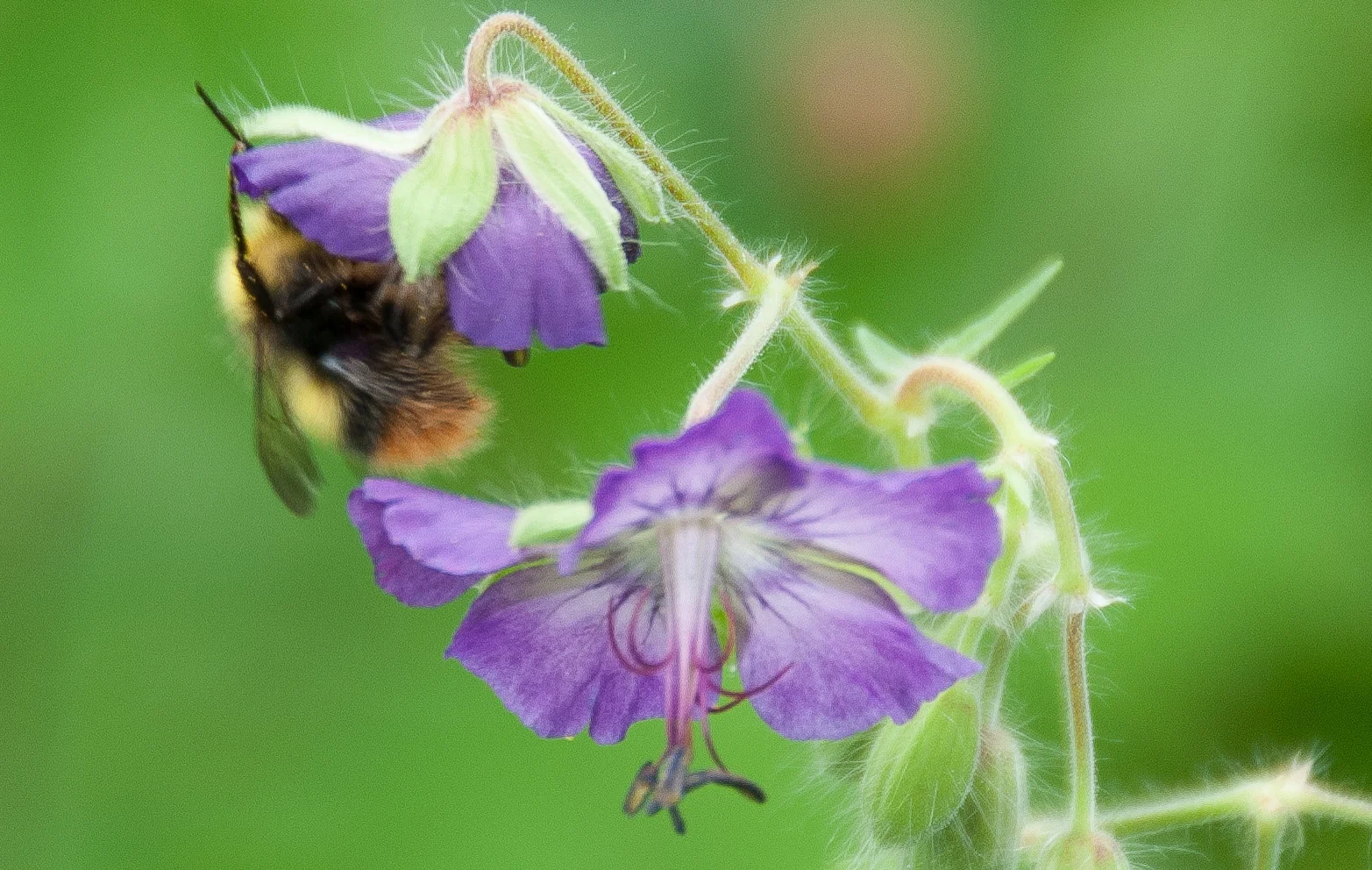 Bombus pratorum on geranium phaeum
