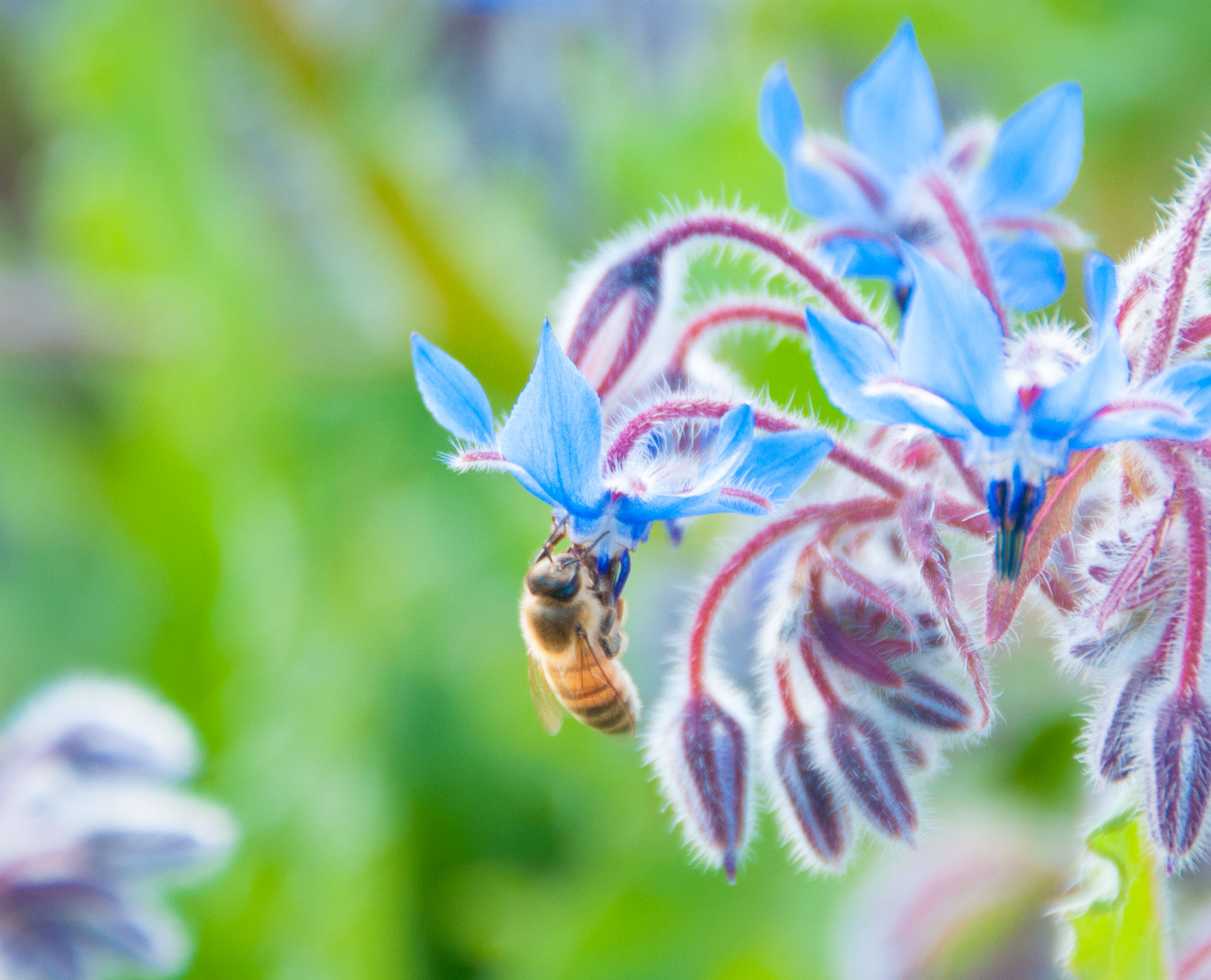 honeybee on borage