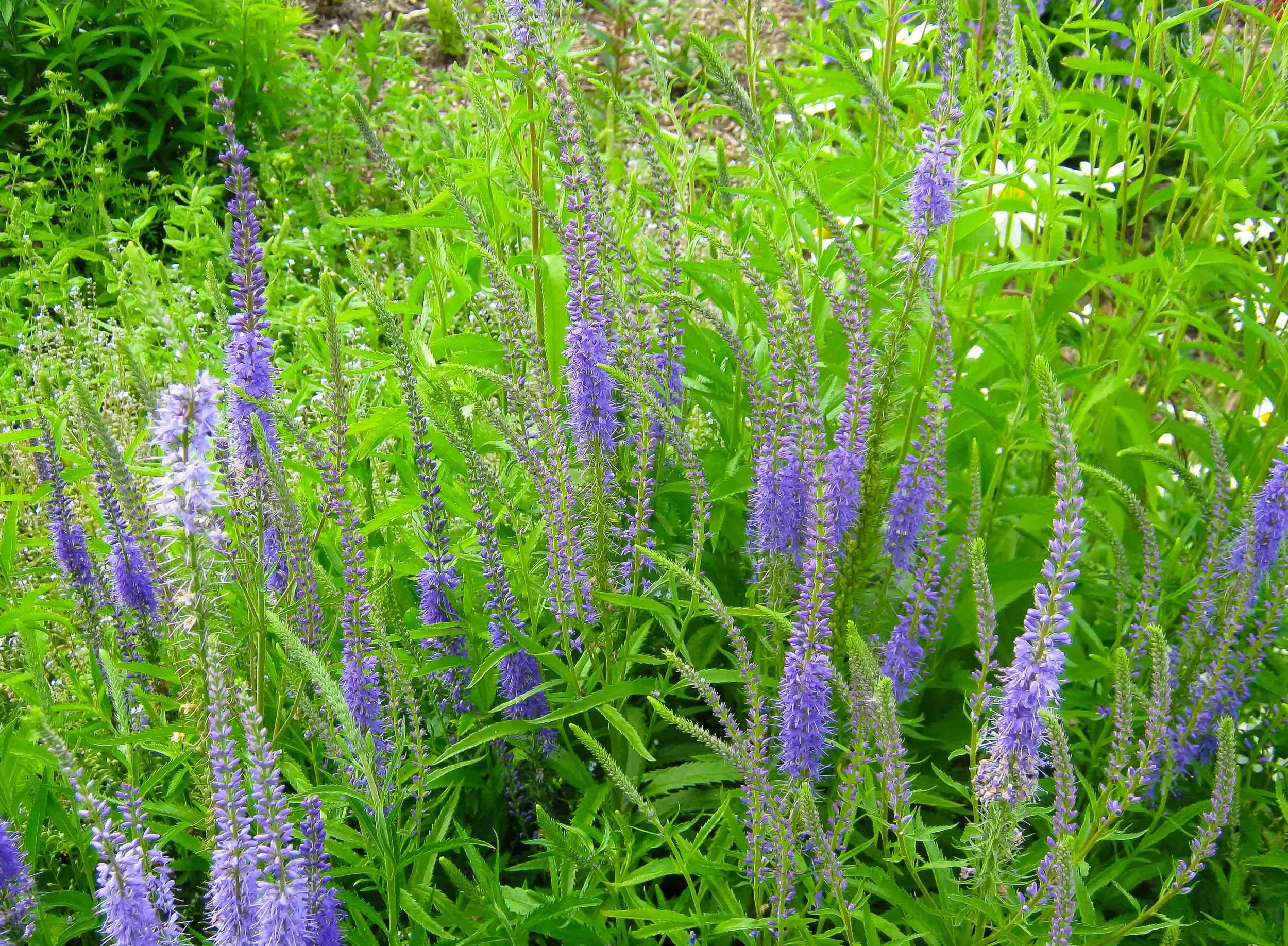 veronica spicata