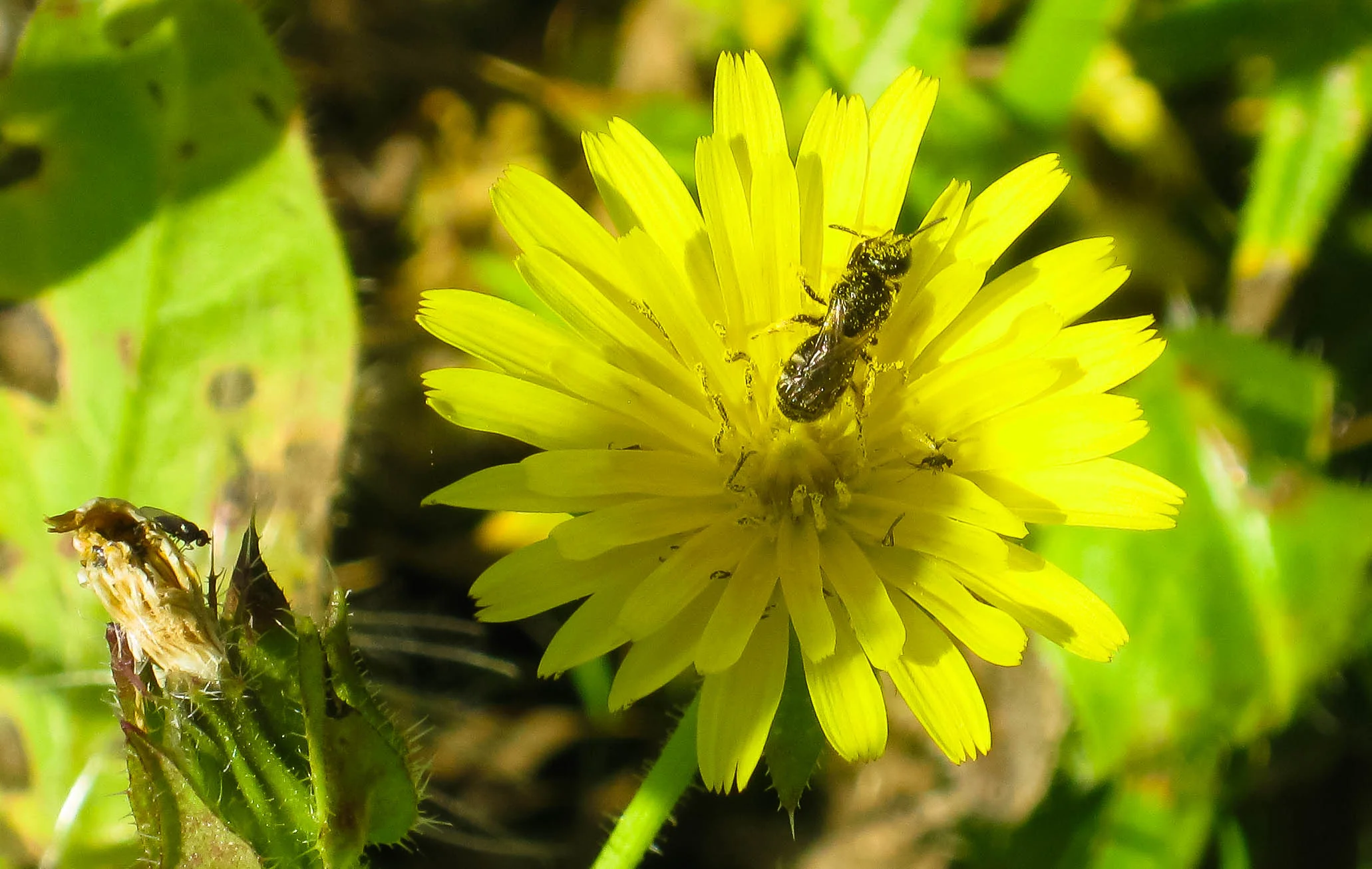 Small solitary bee - probably a lasioglossum - on bristly ox-tongue