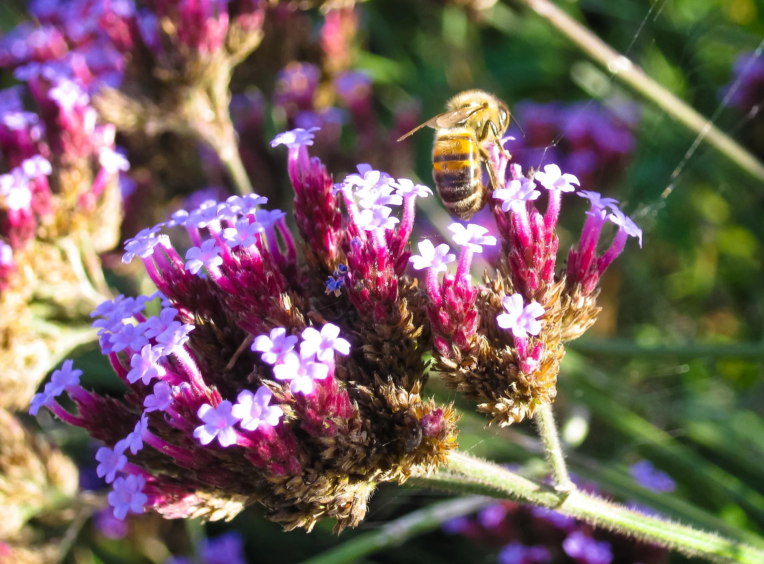 Verbena bonariensis still flowering in October