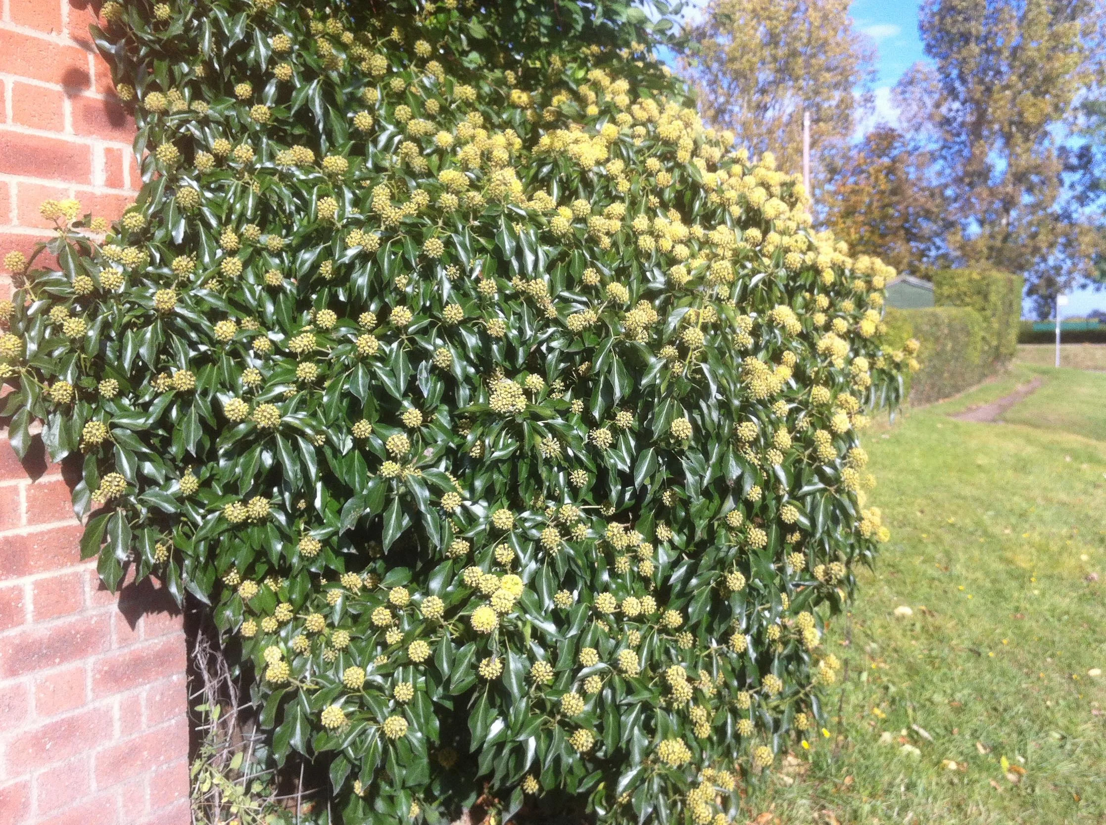 ivy flowering in mid-October providing late season nectar