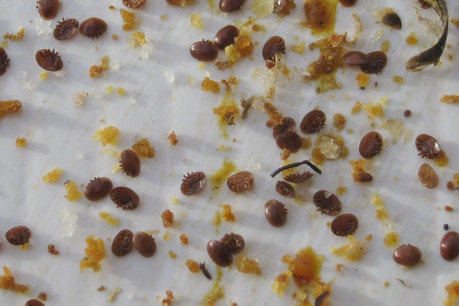 gruesome close up of varroa on the trap