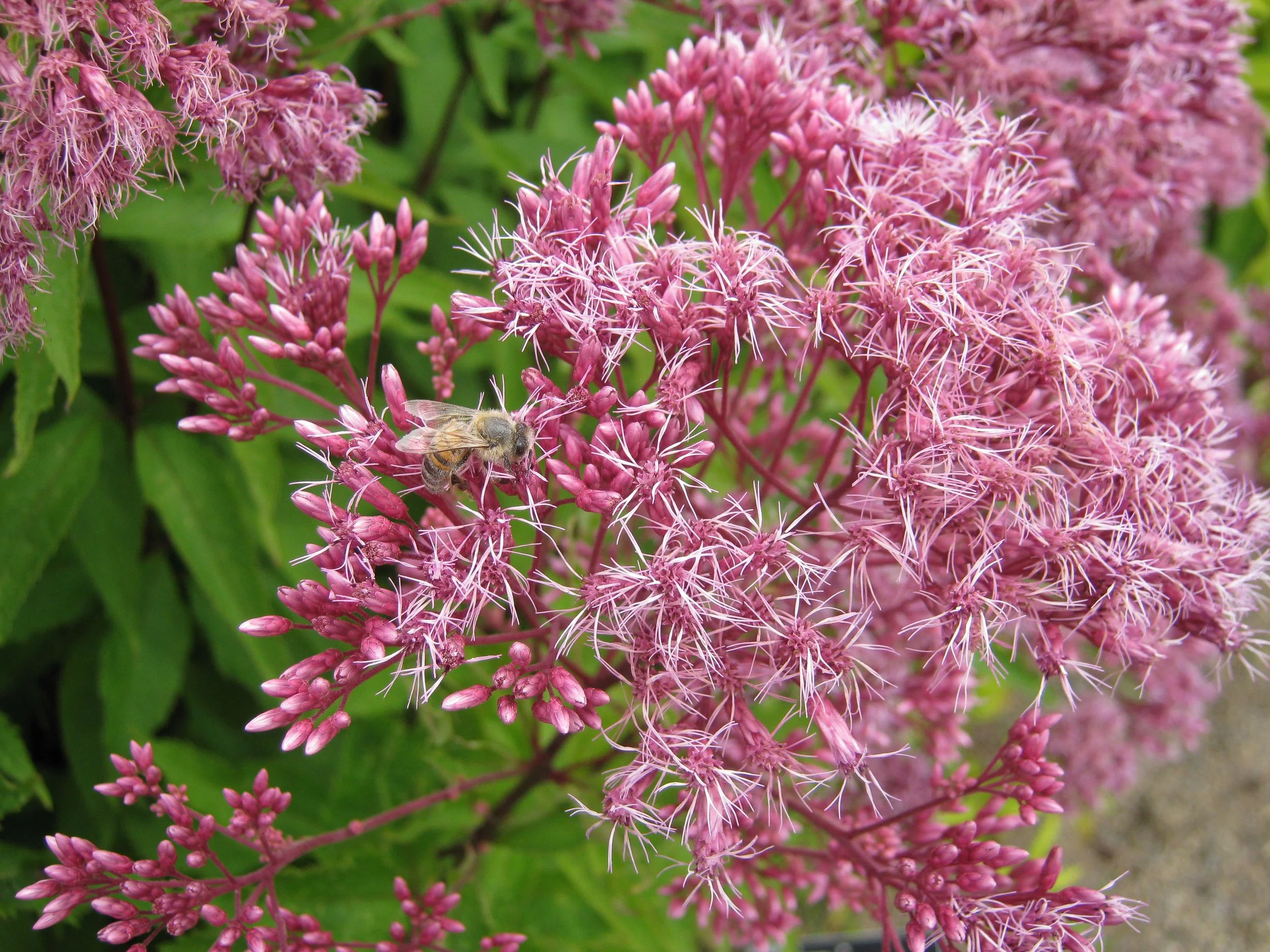 Eupatorium at RHS Wisley