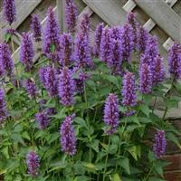 Agastache blue boa