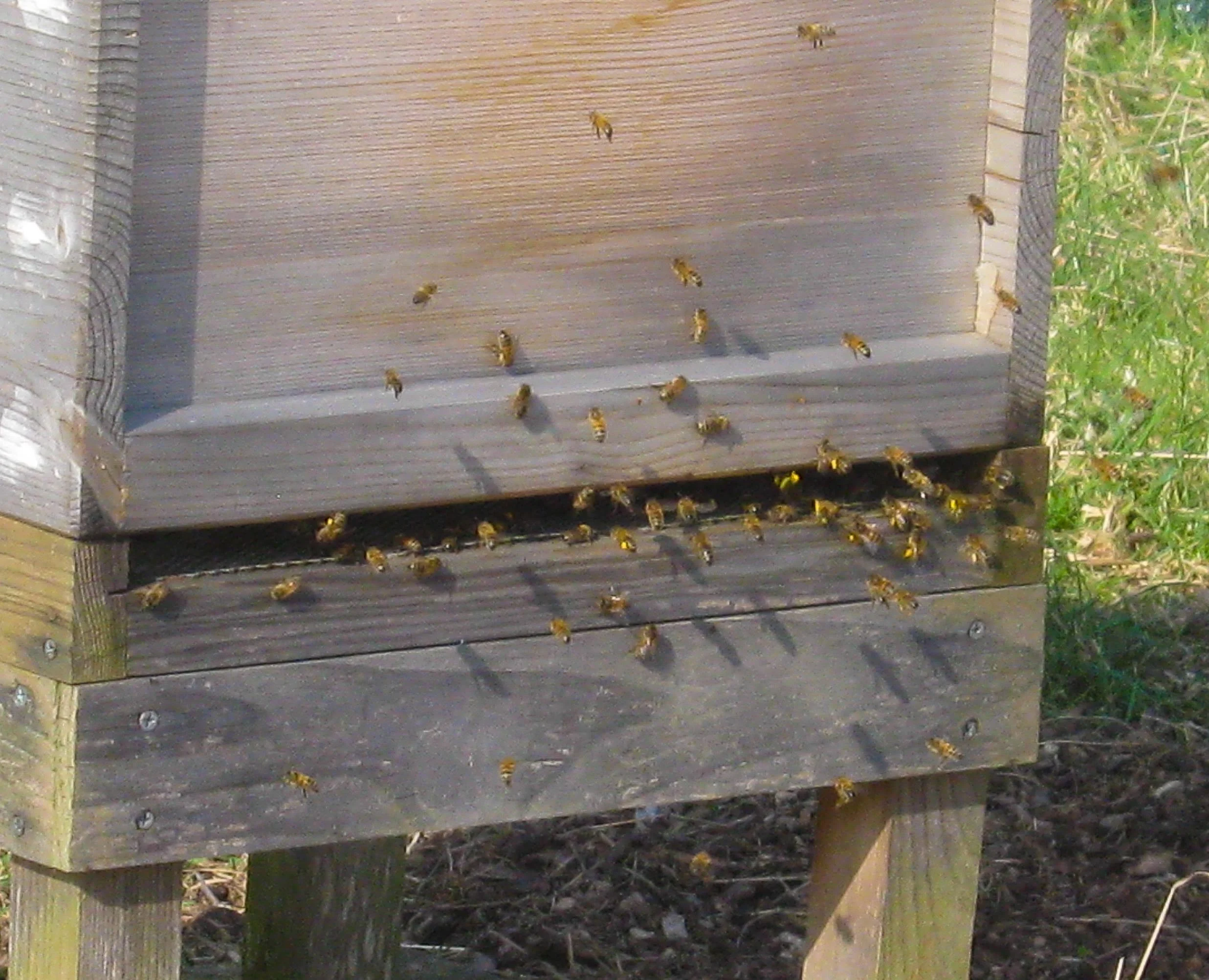 can you see how many have yellow pollen on their legs?