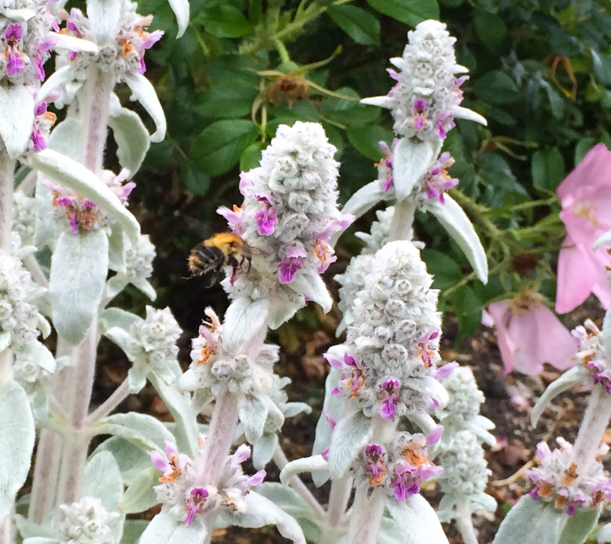 bumblebee on stachys byzantina (lambs ears)