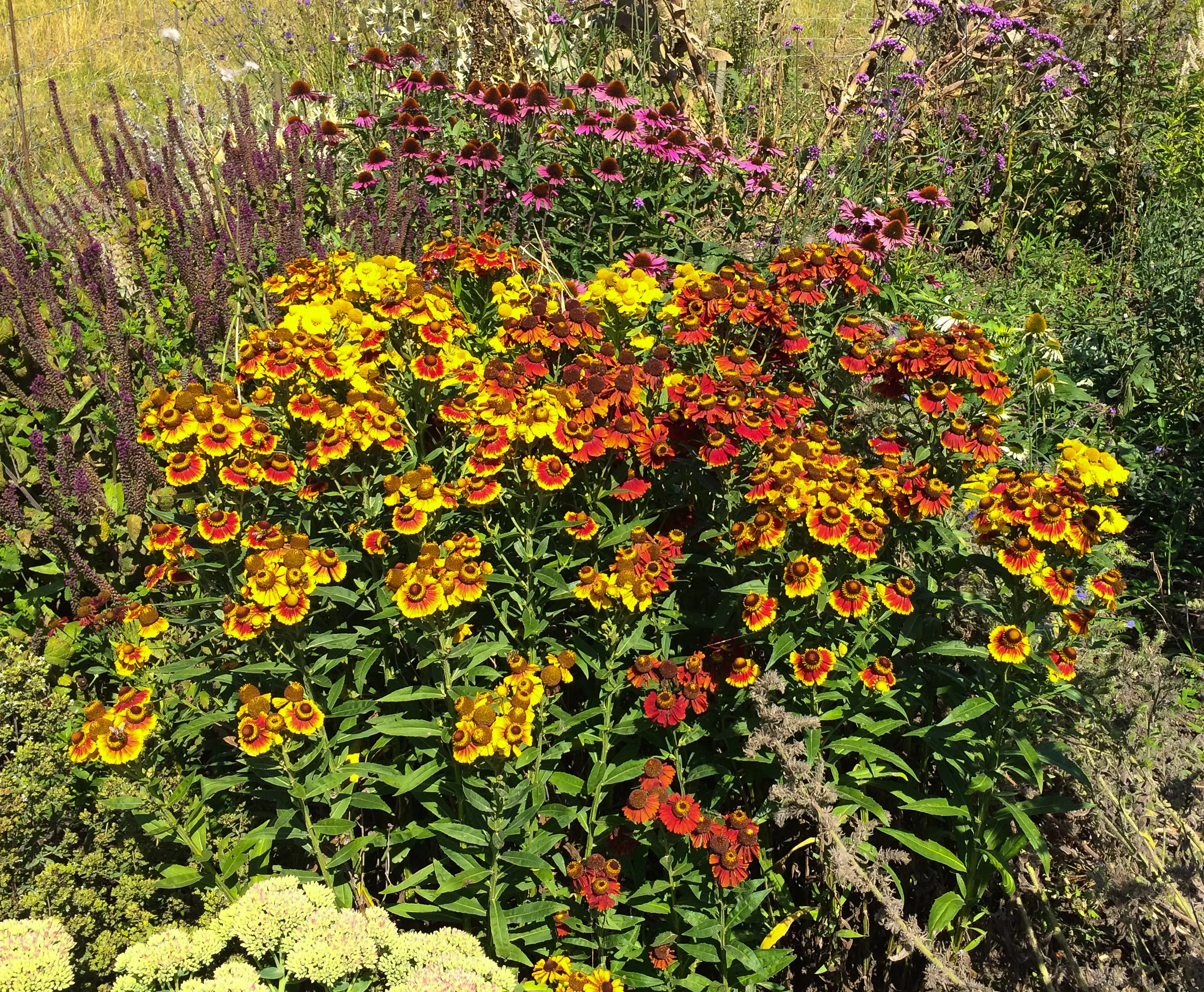 our square meter of helenium autumnale with 32 bees counted