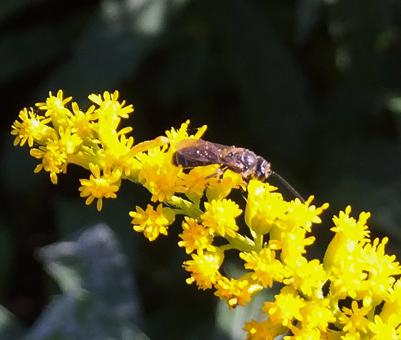 tiny solitary bee - one of the lasioglossum species