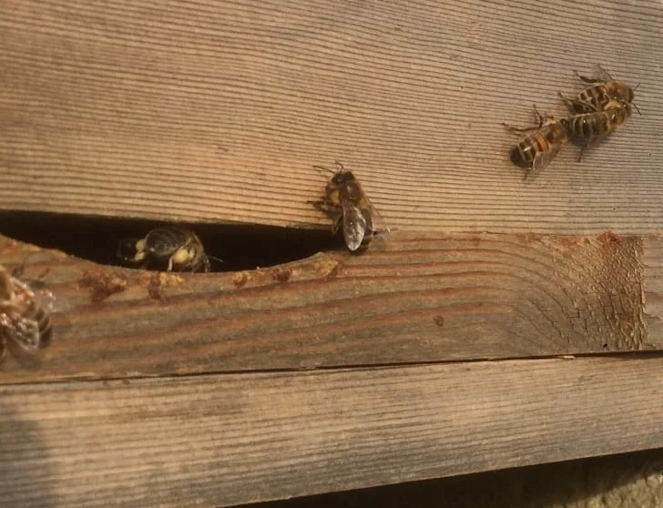 pale buff-coloured pollen on the bee just entering the hive