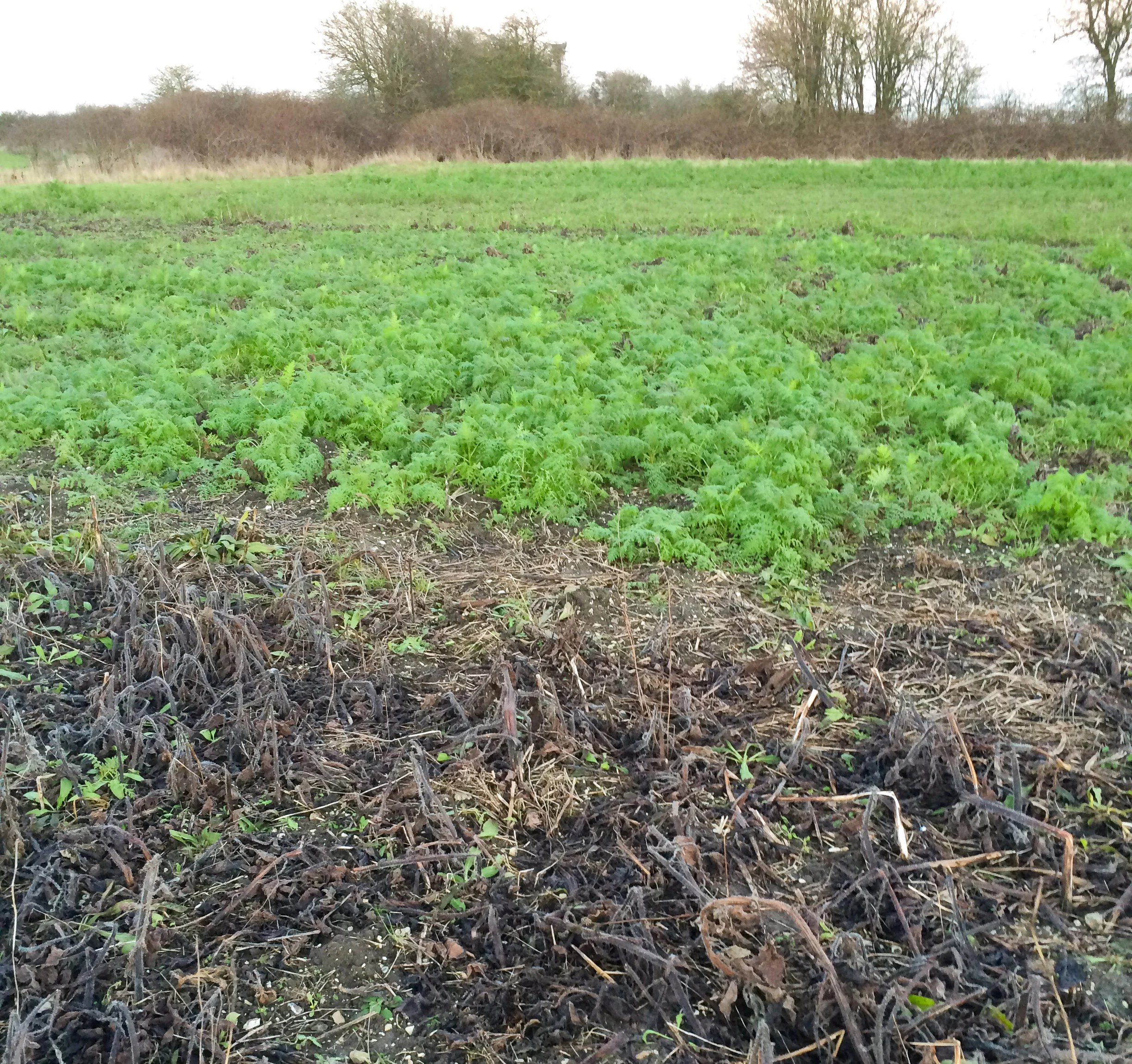After the frosts - borage in foreground and phacelia beyond