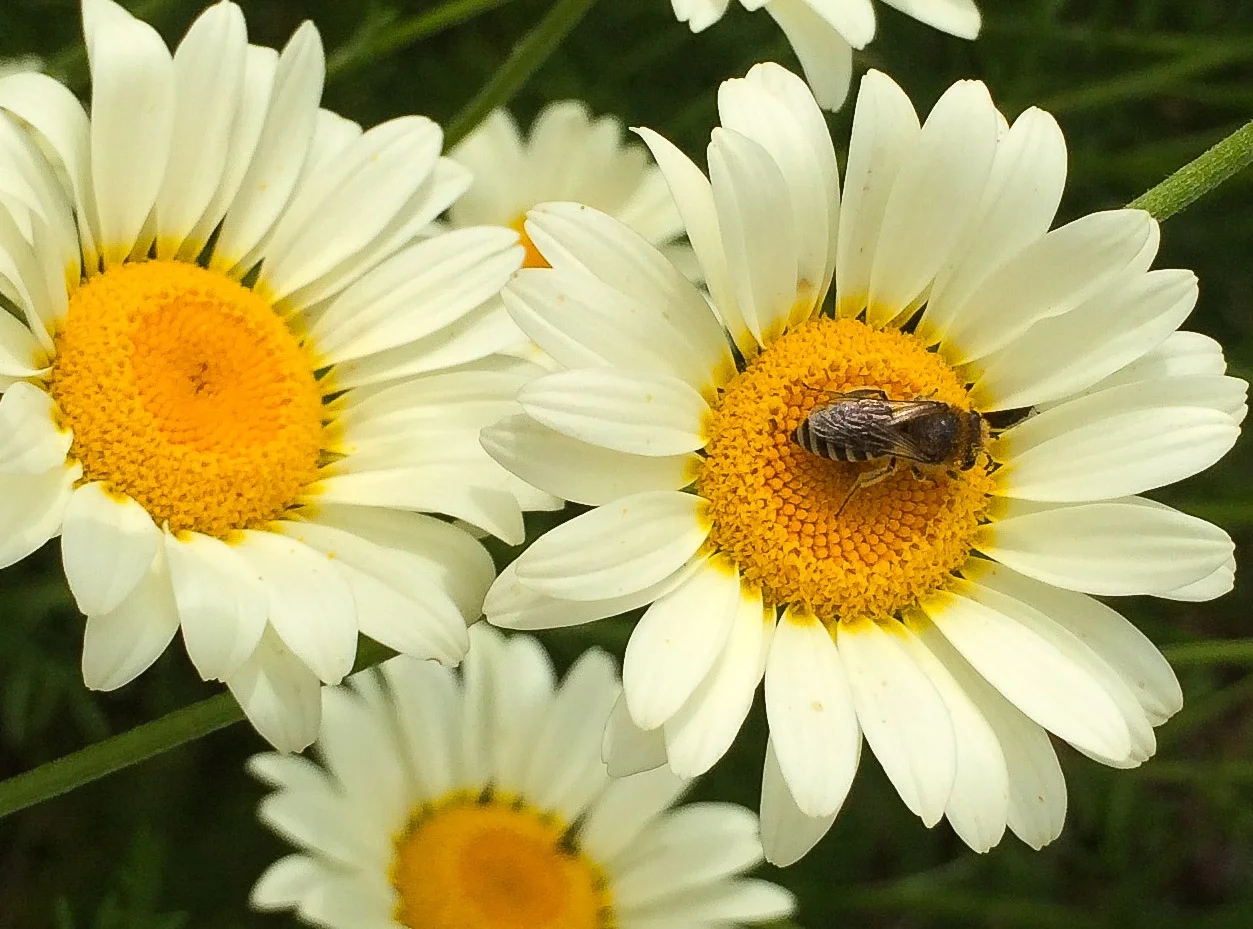 Anthemis tinctoria and a solitary bee: Colletes species