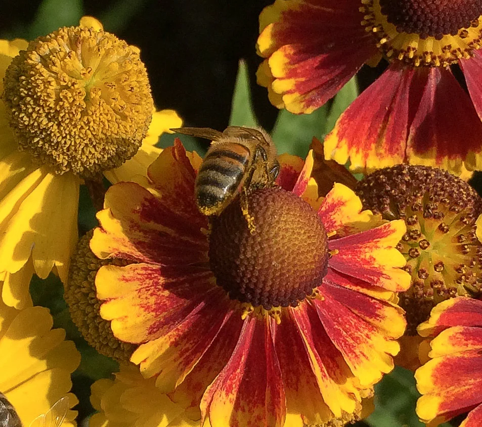 Helenium autumnale- ranked top in our research