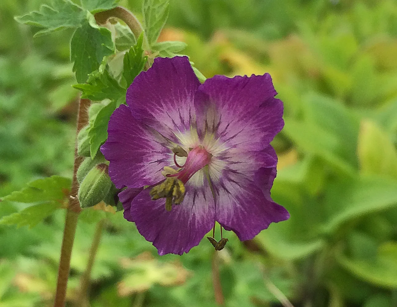 Geranium phaeum best shade plant for bees? — rosybee plants for bees