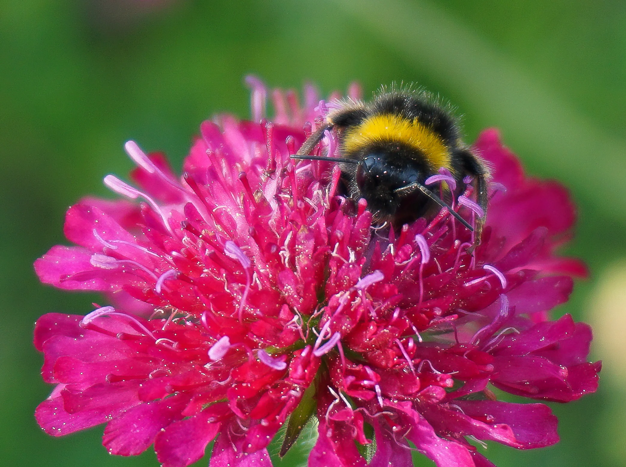 Standard dark red form of knautia macedonica with buff-tail bumblebee - face planted