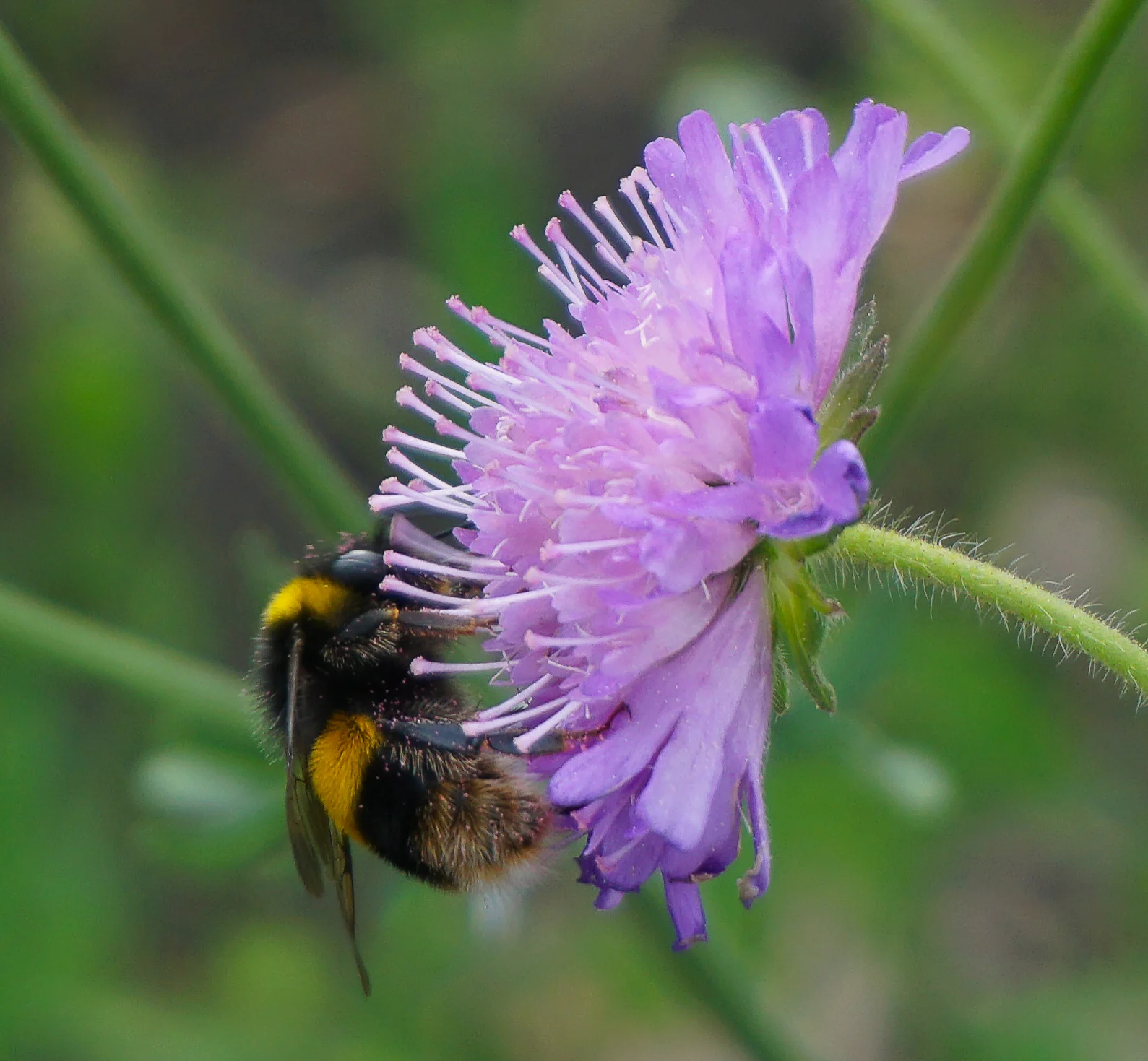 'Early' bumblebee on a lighter form