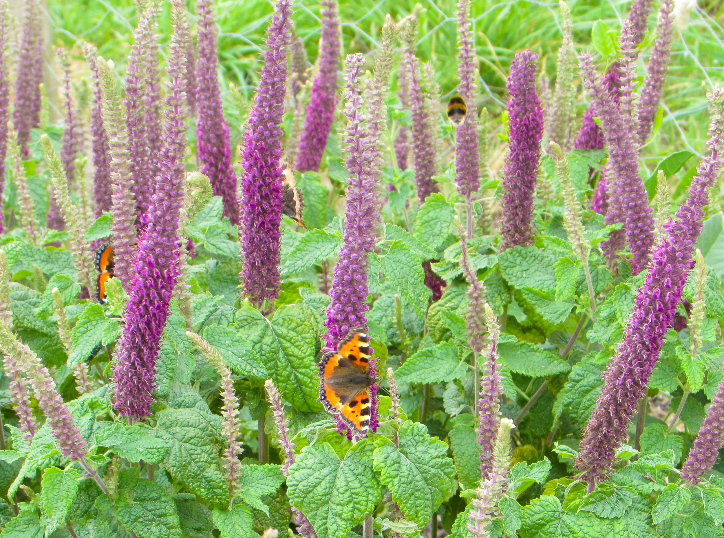teucrium hircanicum