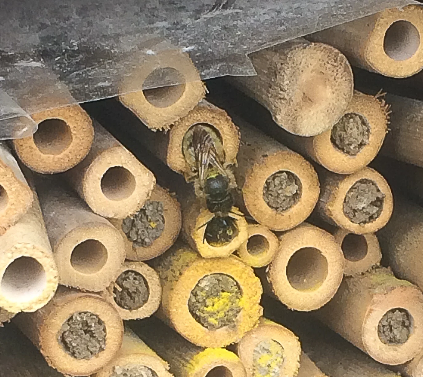Solitary bee emerging from tube and dropped pollen