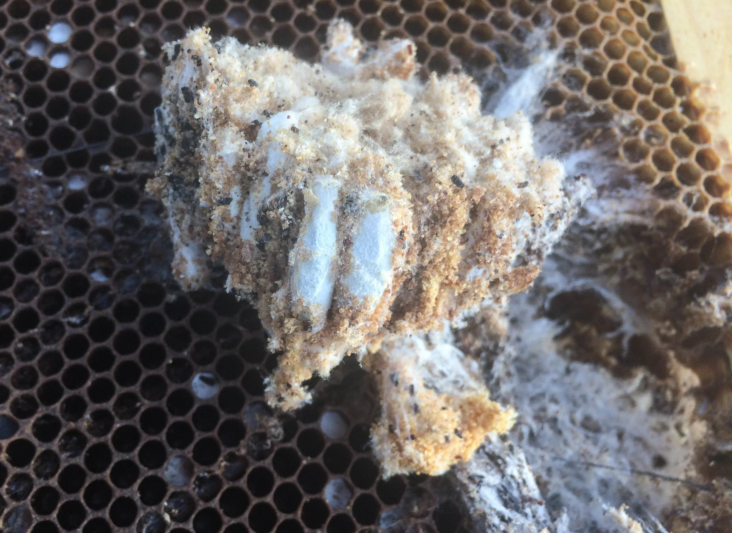 Wax moth larvae tubes
