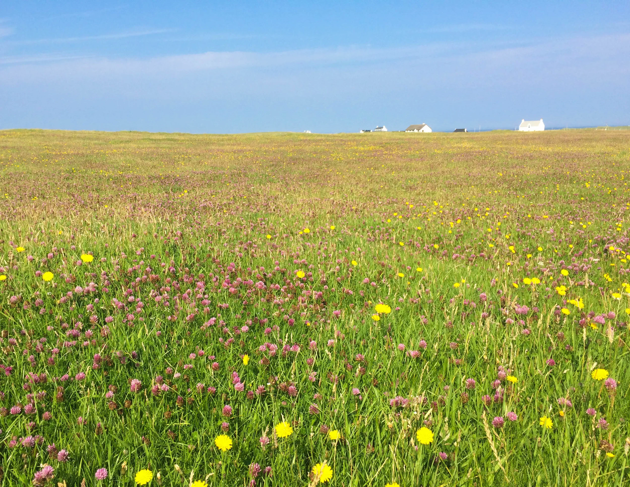 the floral 'machair' on Tiree