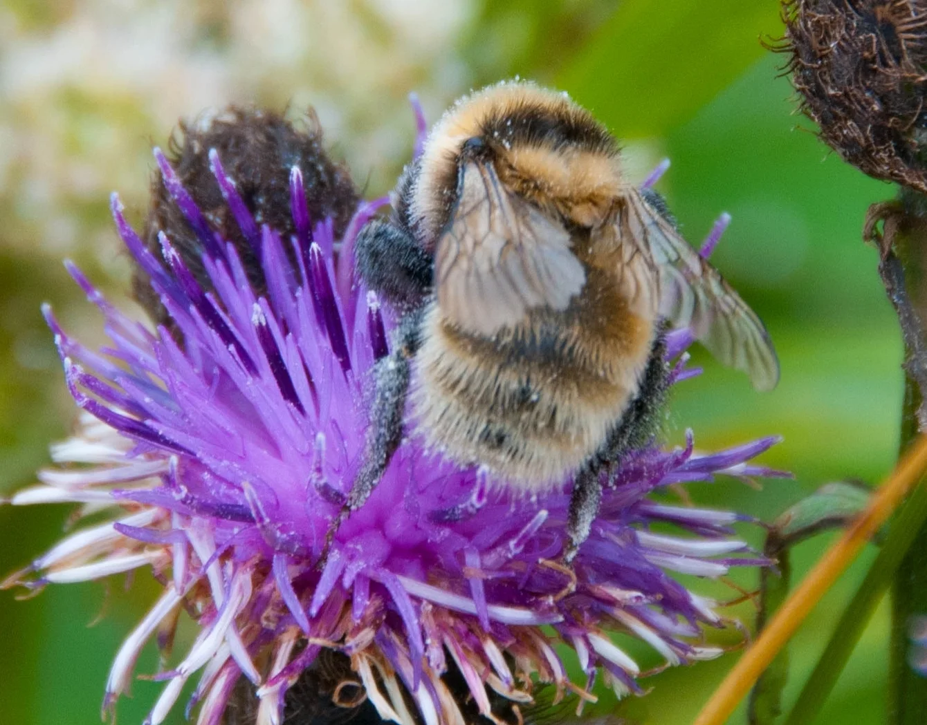 Great yellow bumblebee